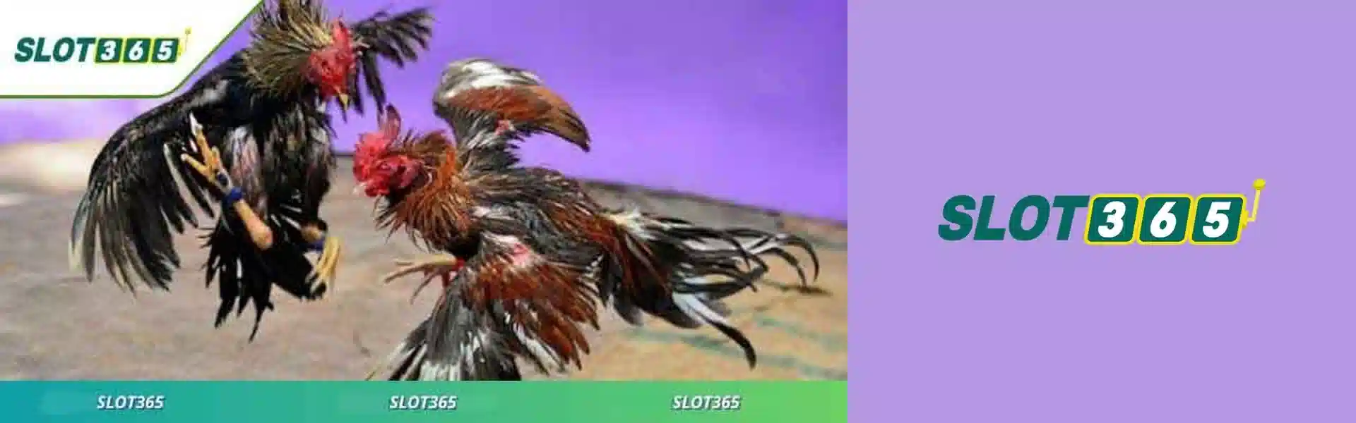 SLOT365 Banner